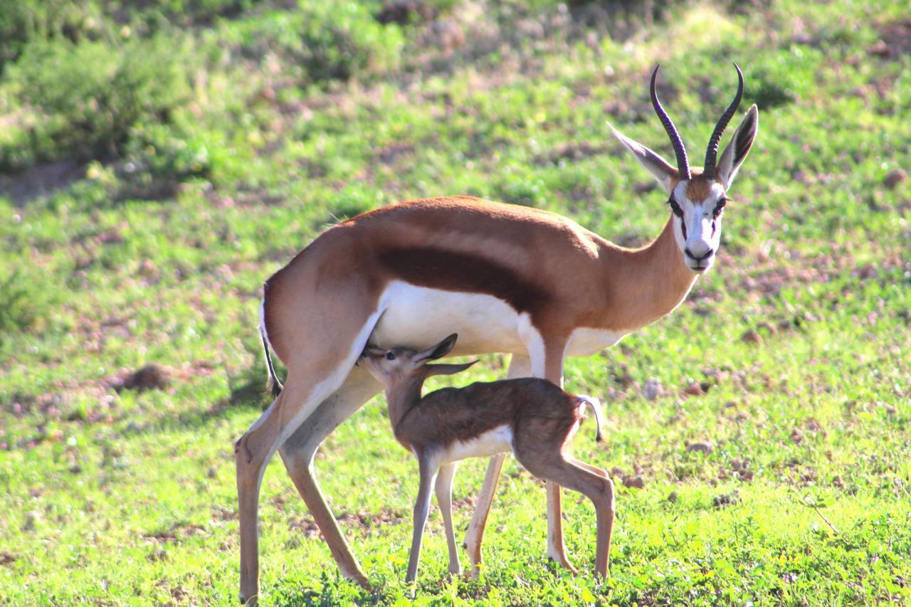 Kgalagadi Lodge Askham Bagian luar foto