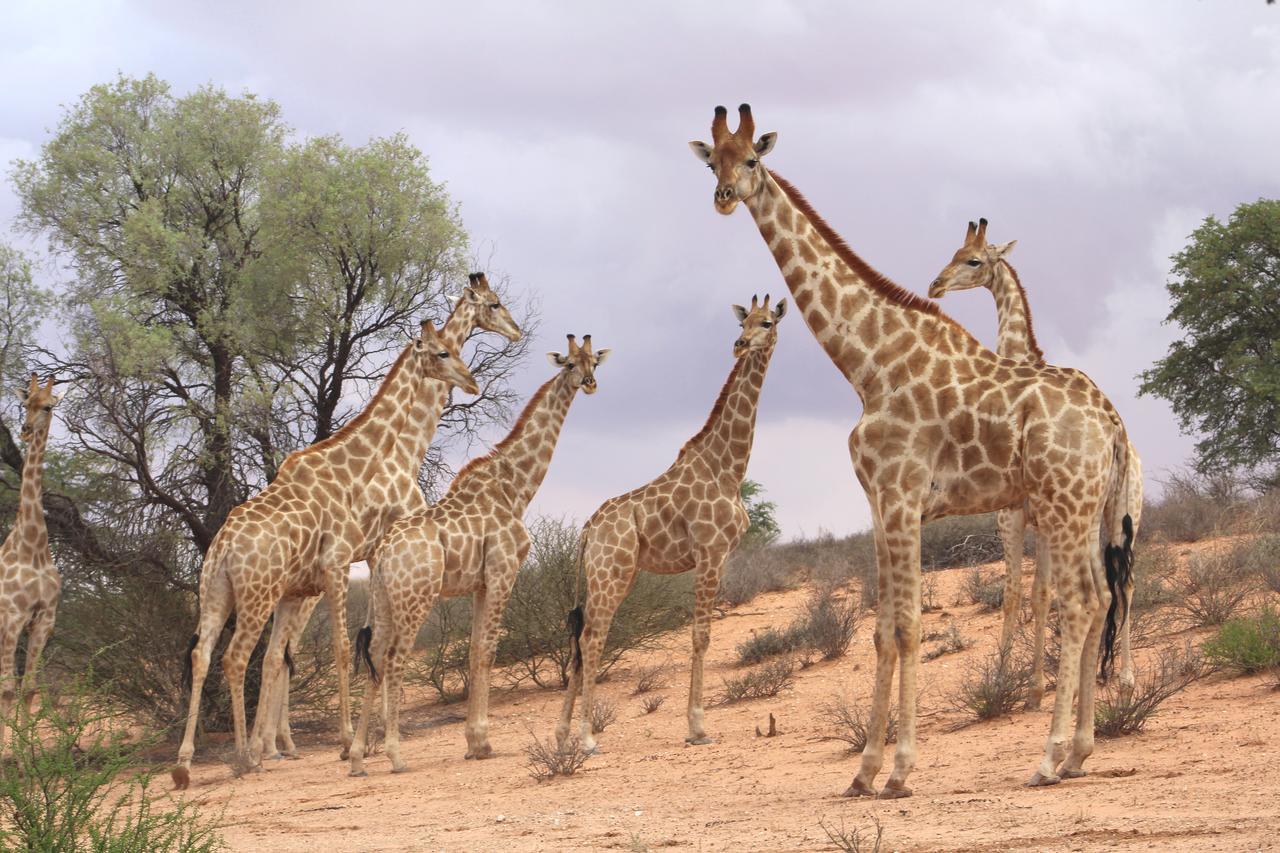 Kgalagadi Lodge Askham Bagian luar foto
