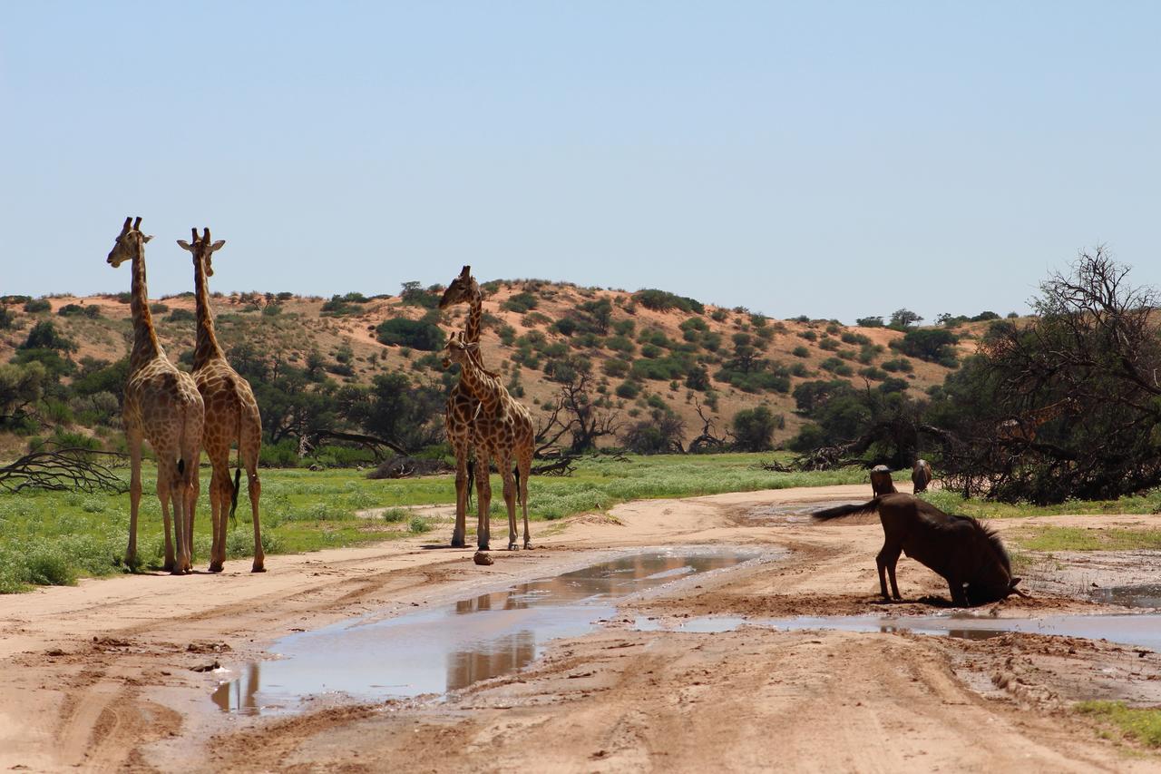 Kgalagadi Lodge Askham Bagian luar foto
