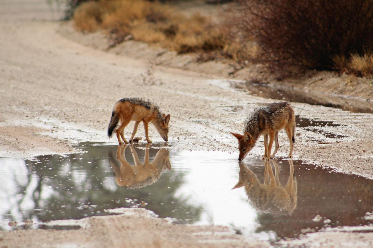 Kgalagadi Lodge Askham Bagian luar foto